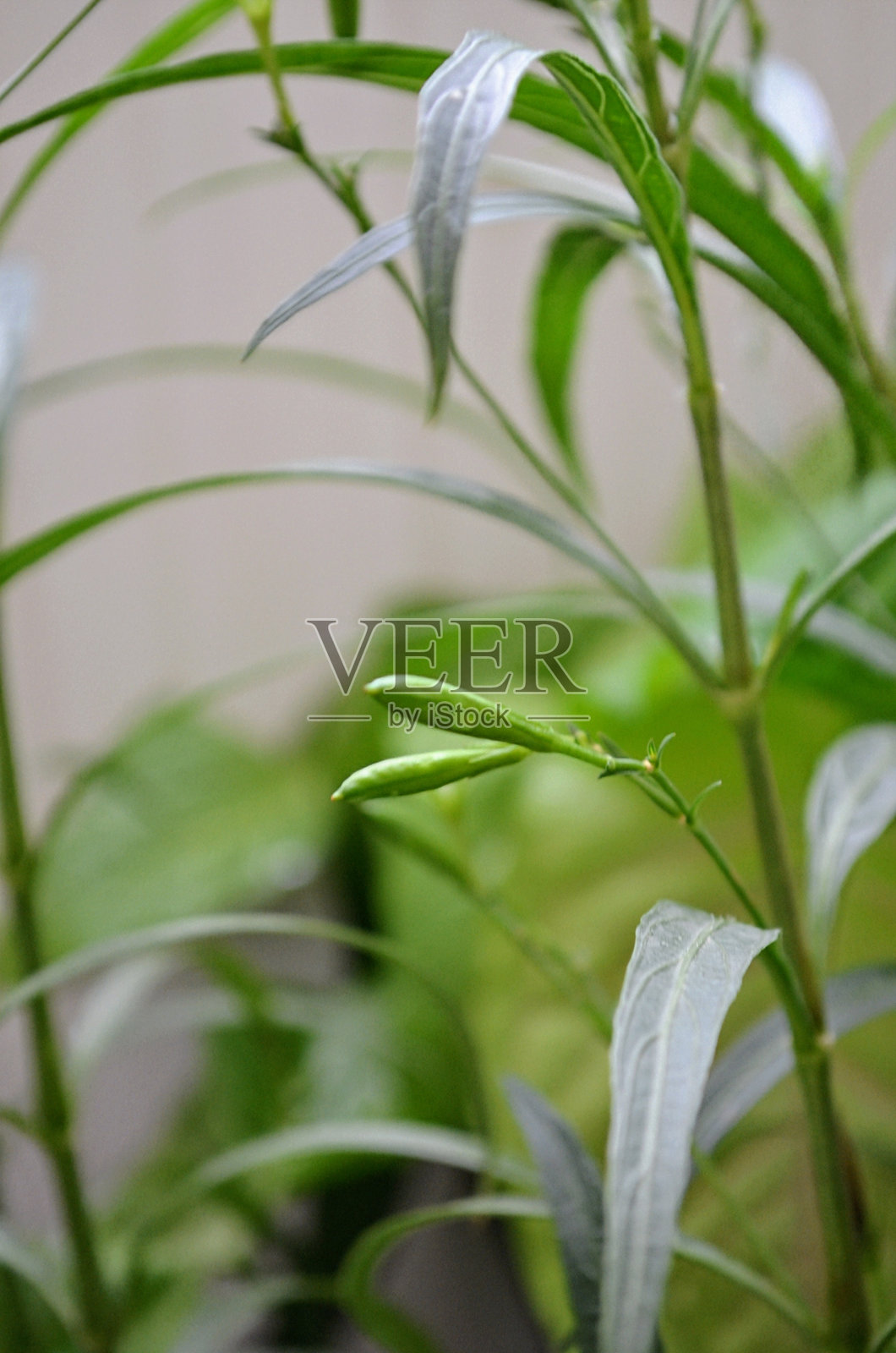 Ruellia simplex，墨西哥矮牵牛花，墨西哥风信子，布里顿野生矮牵牛花是刺科的一种开花植物。多年生常绿植物。紫色的花，有五个花瓣。两个芽。照片摄影图片