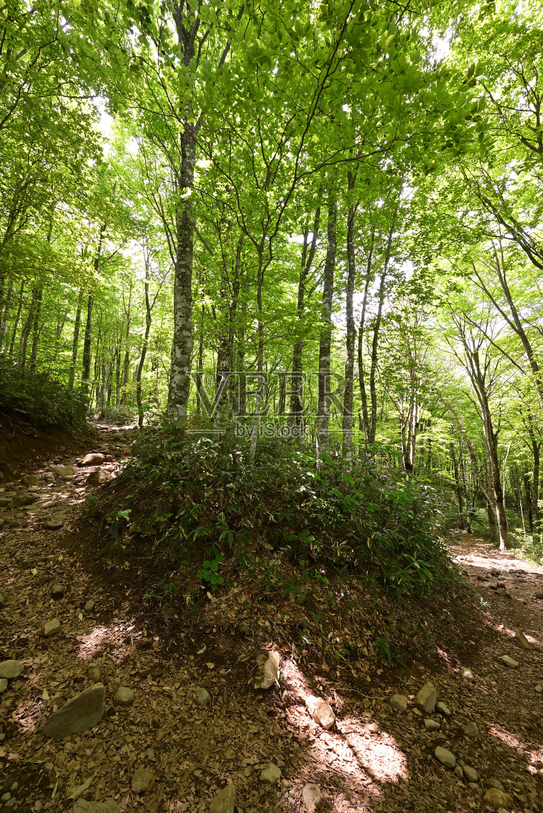 攀登万台山、会津、福岛照片摄影图片
