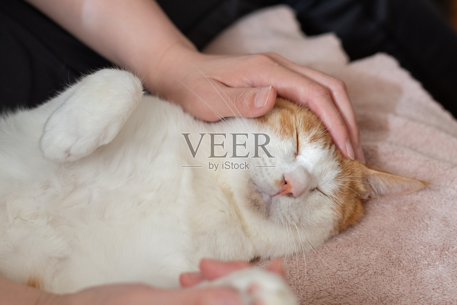 抚摸猫照片摄影图片