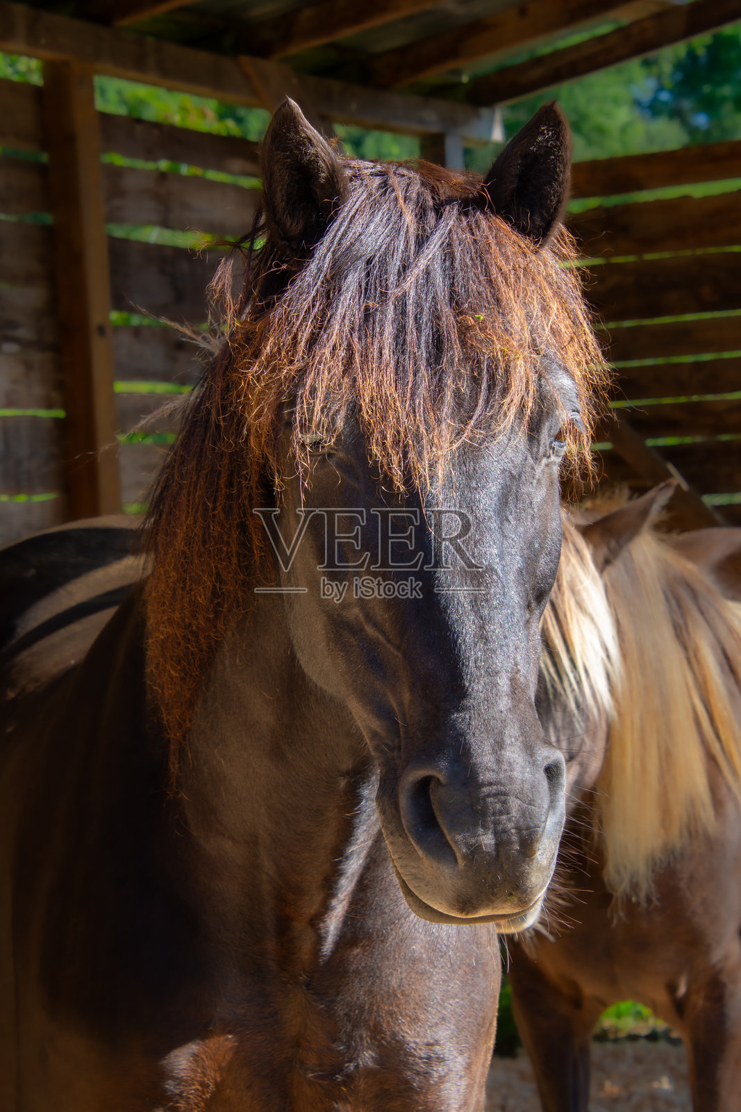 漂亮的马照片摄影图片