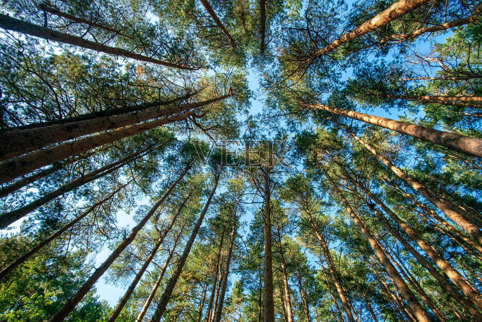 令人惊叹的低角度在松树顶部在苏格兰森林-梦幻般的夏天!照片摄影图片