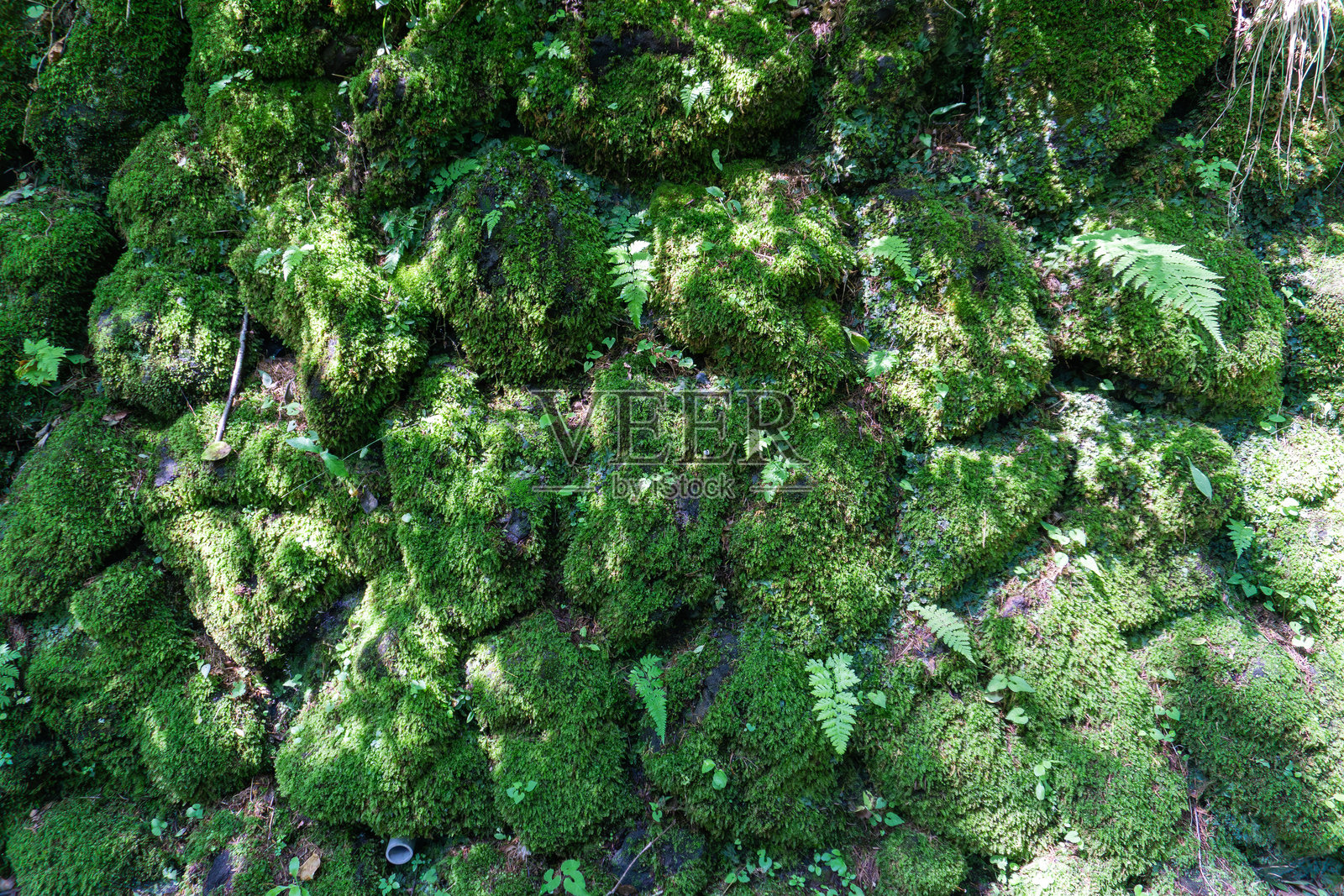 石墙青苔照片摄影图片