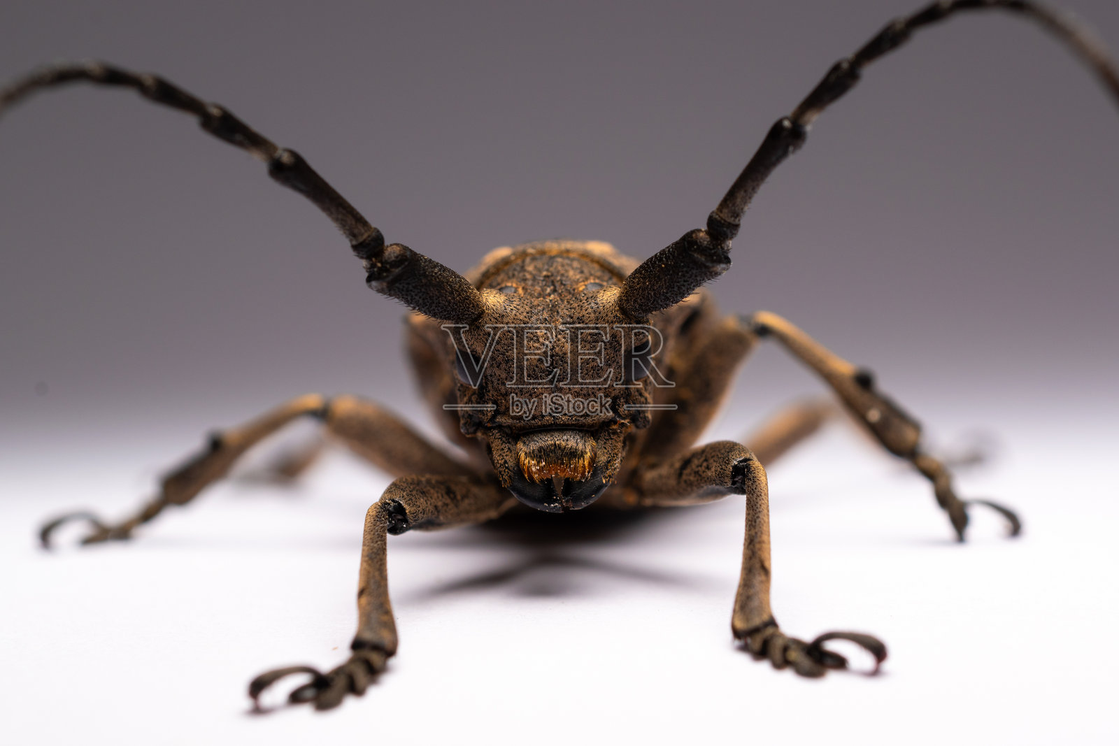 天牛照片摄影图片