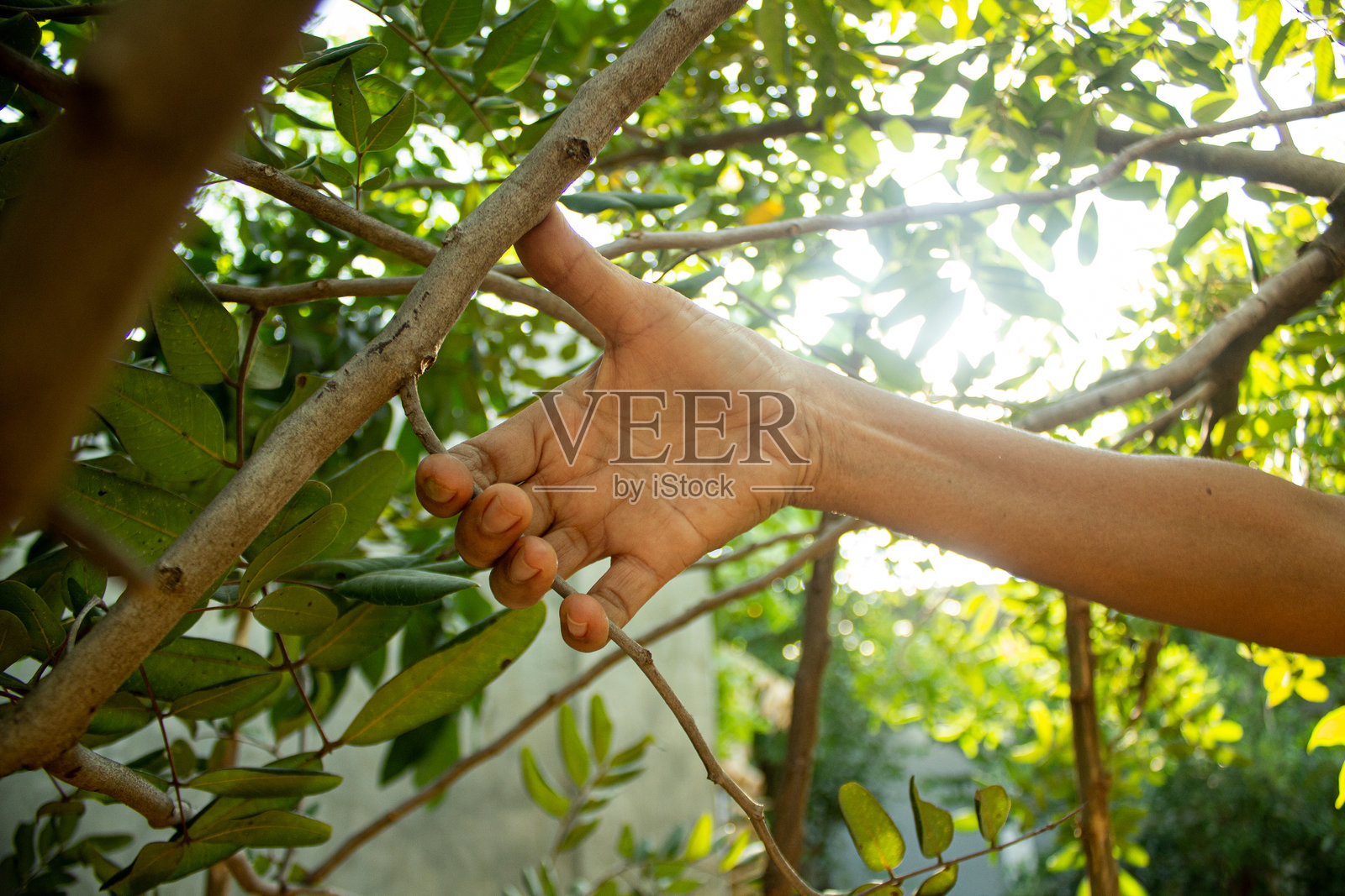 手握着一根木头树枝照片摄影图片