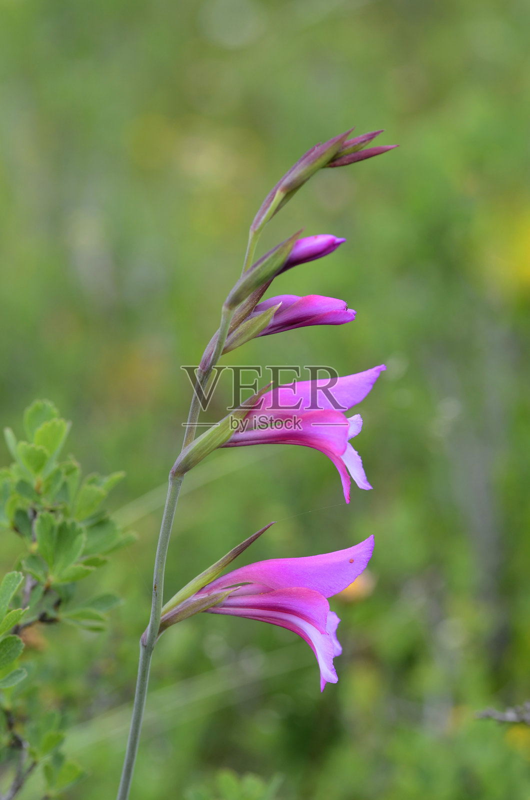 美丽的野生剑兰(剑兰)正在开花照片摄影图片