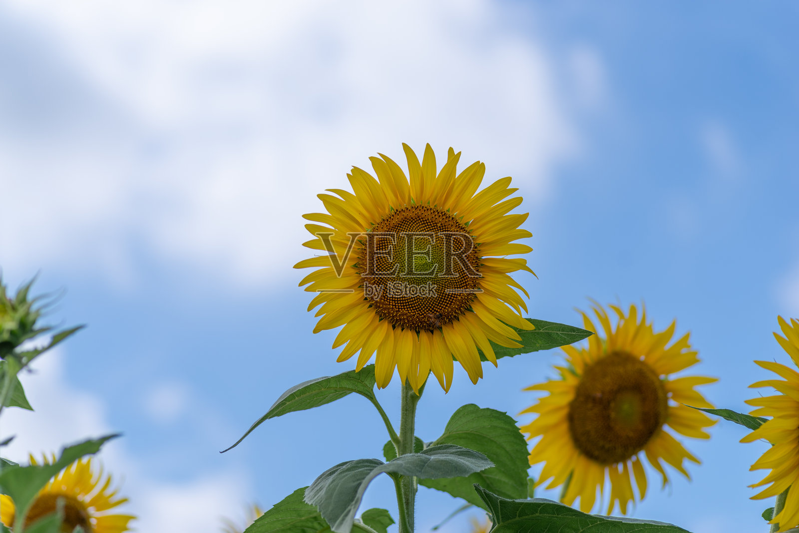 向日葵盛开的田野照片摄影图片