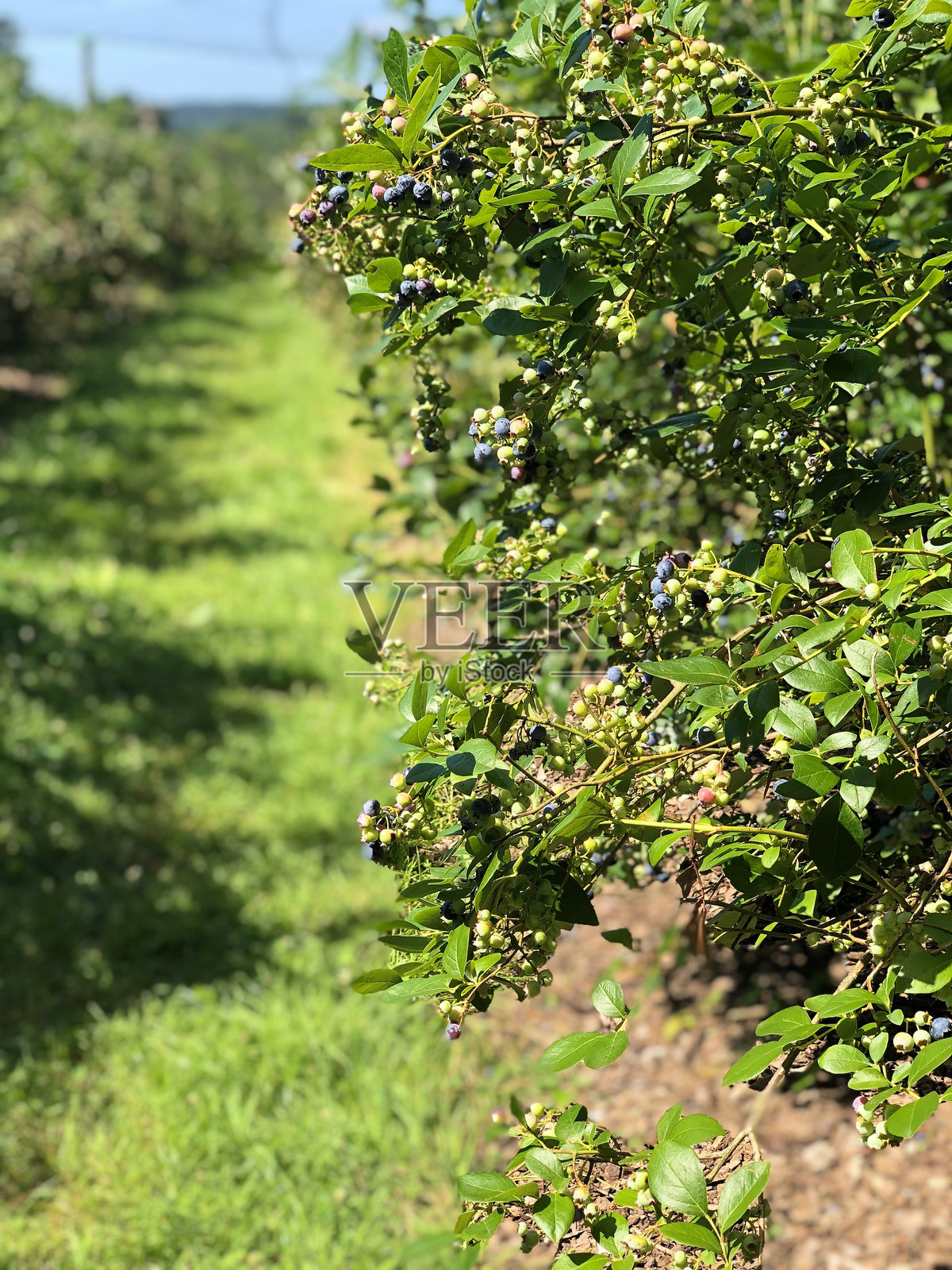蓝莓藤蔓行走照片摄影图片