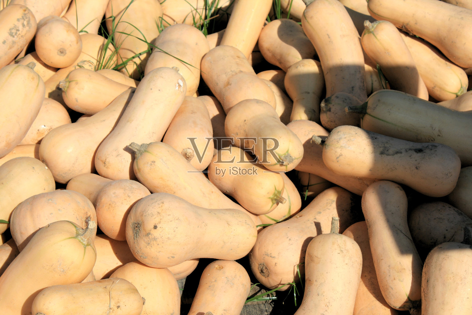 “胡桃南瓜”品种照片摄影图片