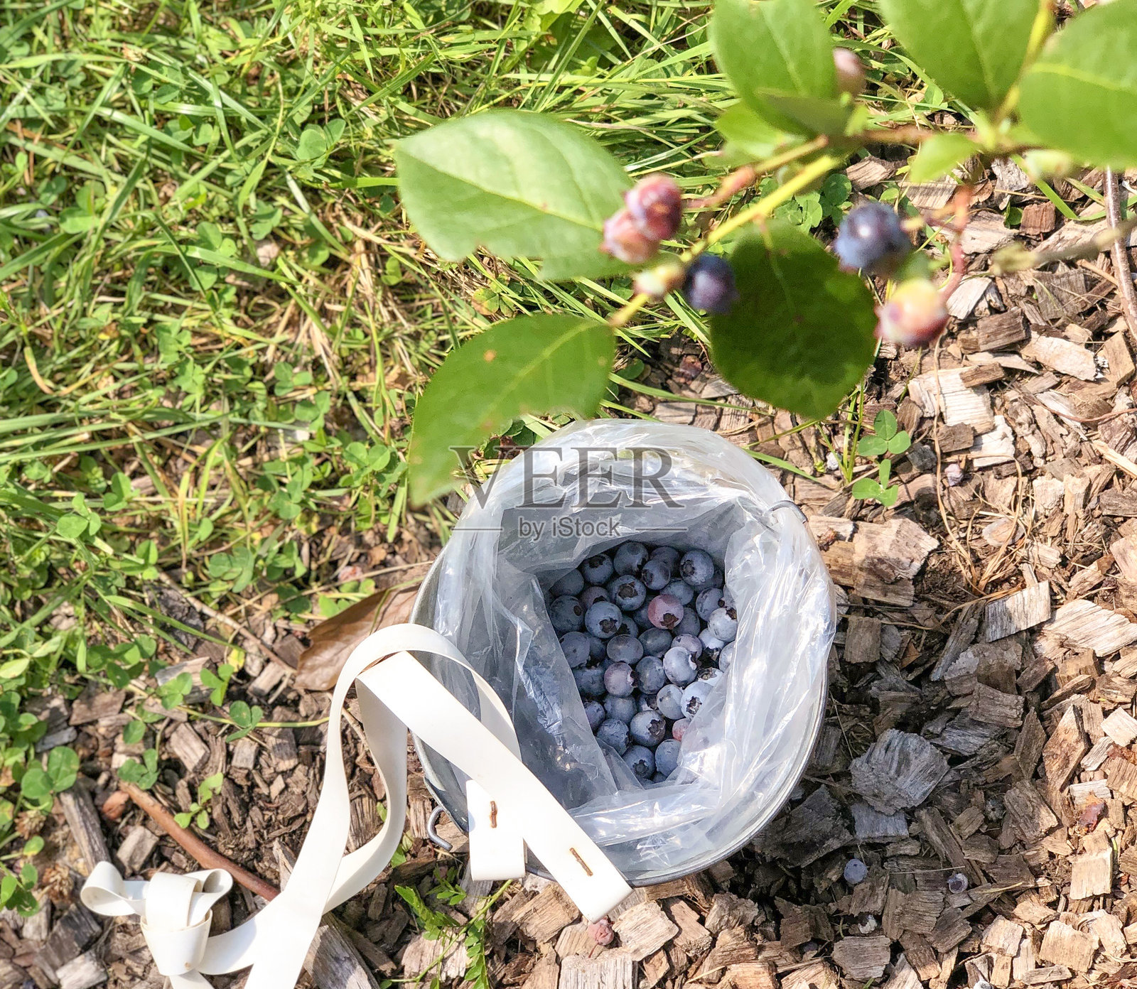 蓝莓采摘照片摄影图片