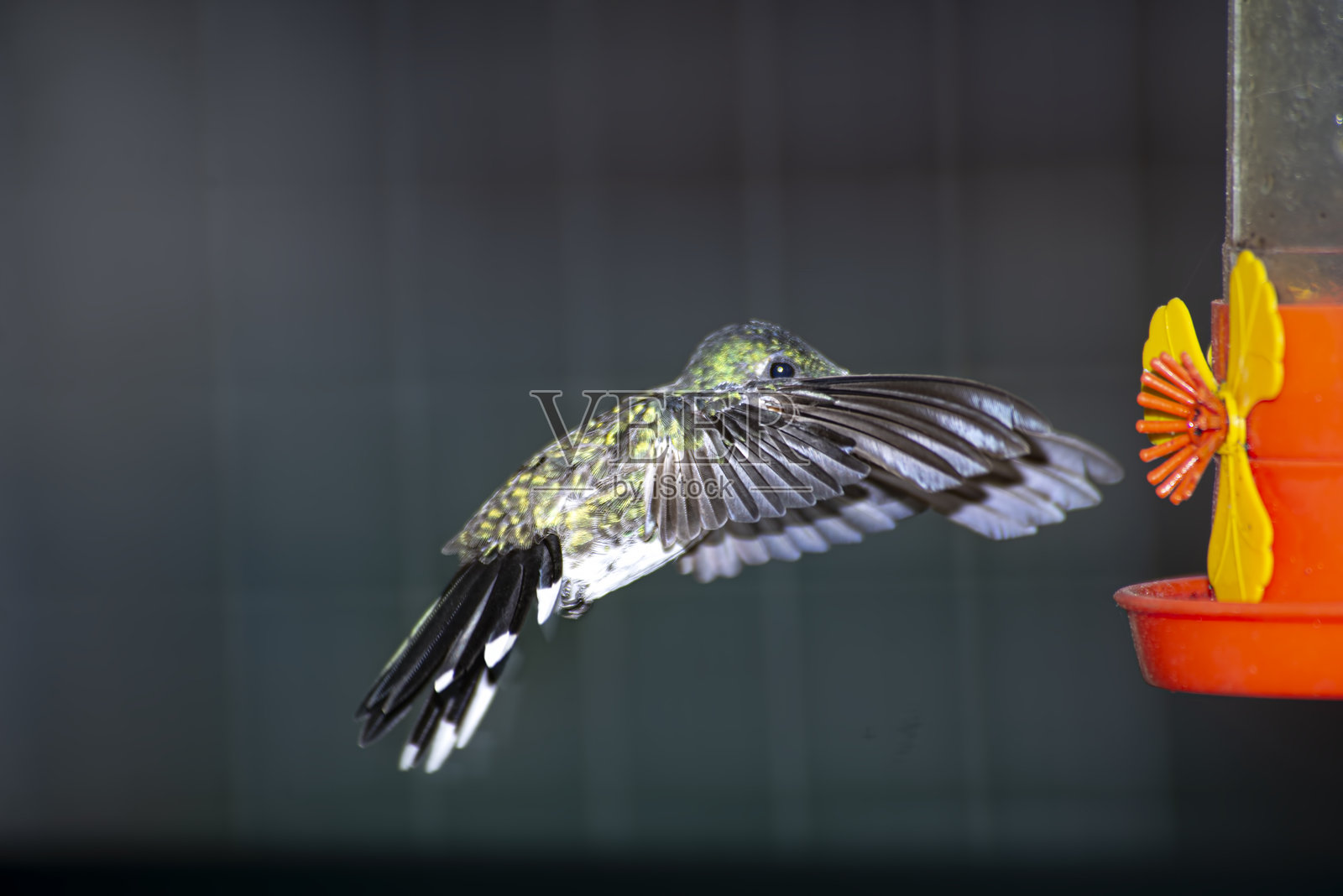 蜂鸟从喂食器喝水照片摄影图片
