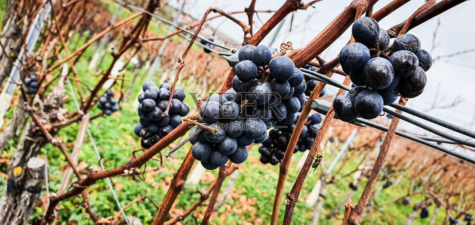 收获后的葡萄照片摄影图片