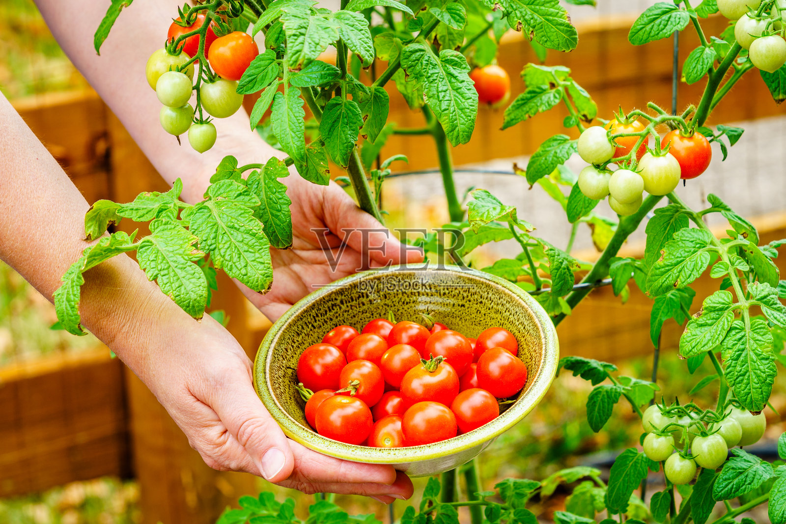 番茄收获照片摄影图片
