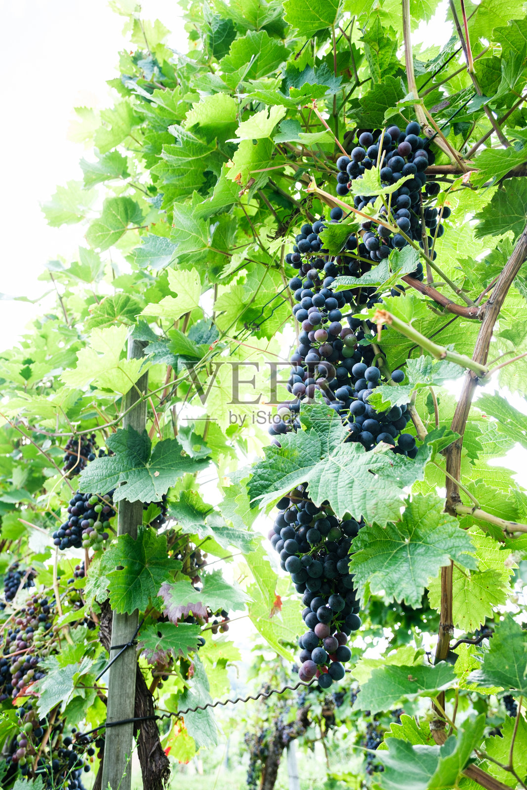 收获前的葡萄照片摄影图片