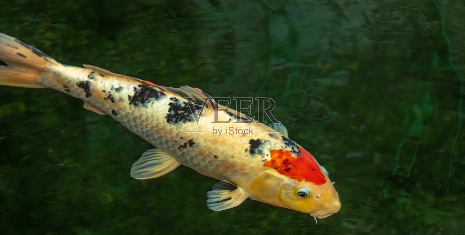 夏天炎热的早晨，植物园小湖里的鱼照片摄影图片