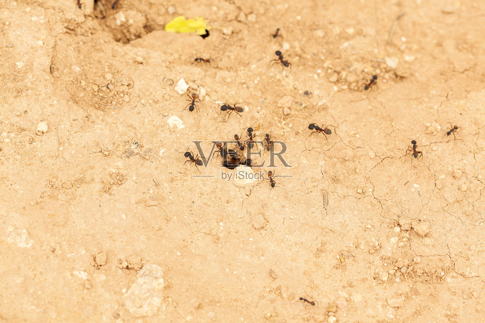 一群蚂蚁在蚁穴入口前的地面上照片摄影图片
