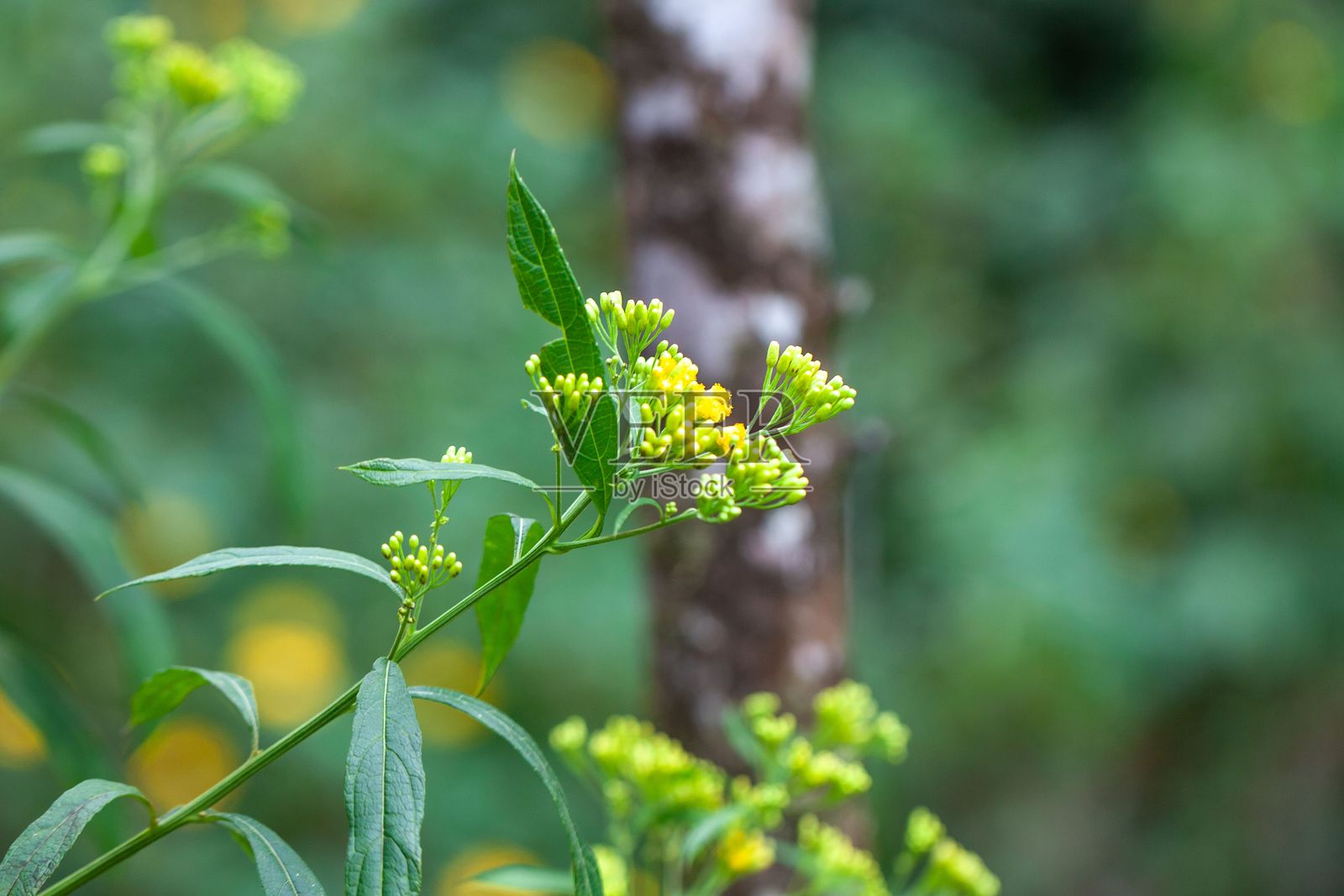 一种蠢驴苦瓜的花序照片摄影图片