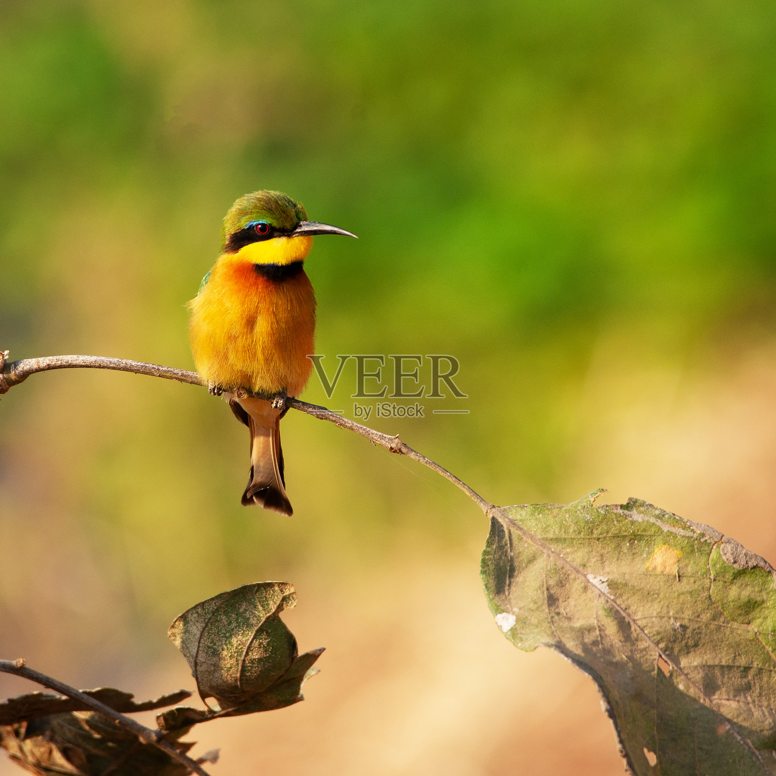 南Luangwe照片摄影图片