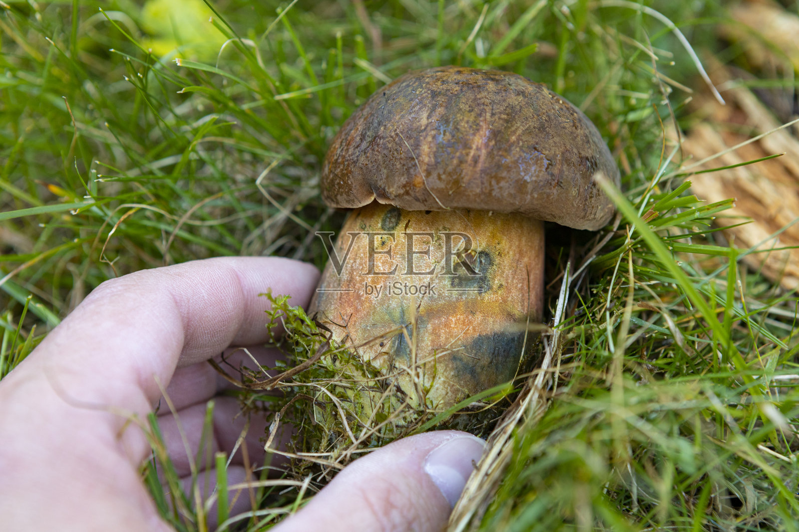 比利牛斯山，Cerdaña山，草丛中的牛肉菌。法国照片摄影图片