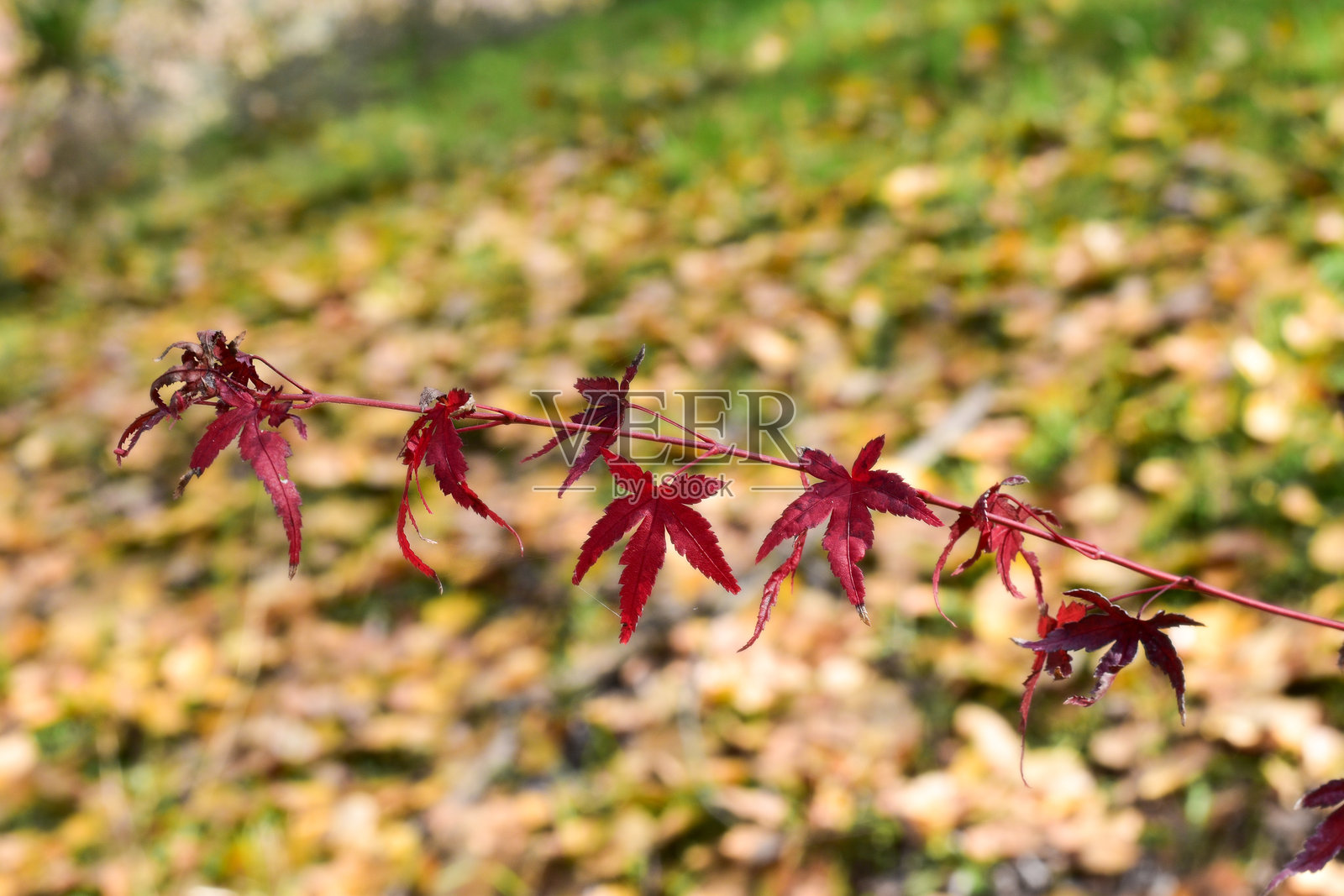 枫叶照片摄影图片