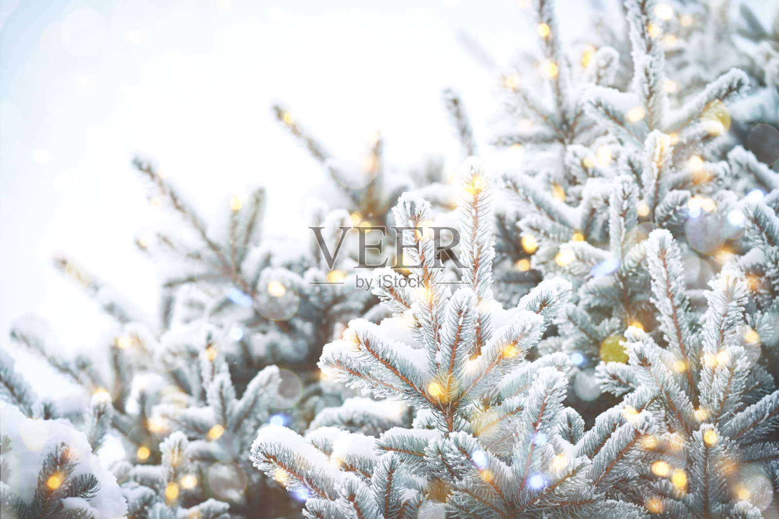 圣诞树和圣诞灯照片摄影图片