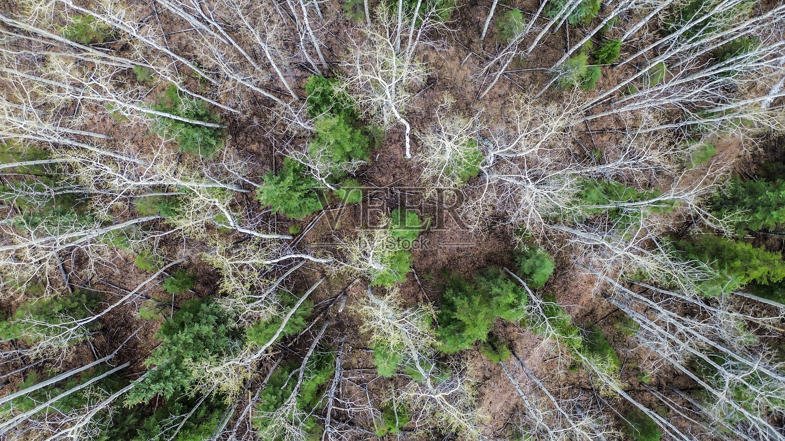 自然界的模式照片摄影图片