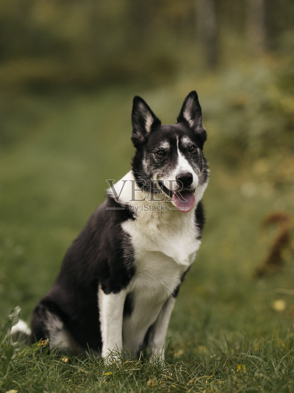 户外自然环境中的狗照片摄影图片