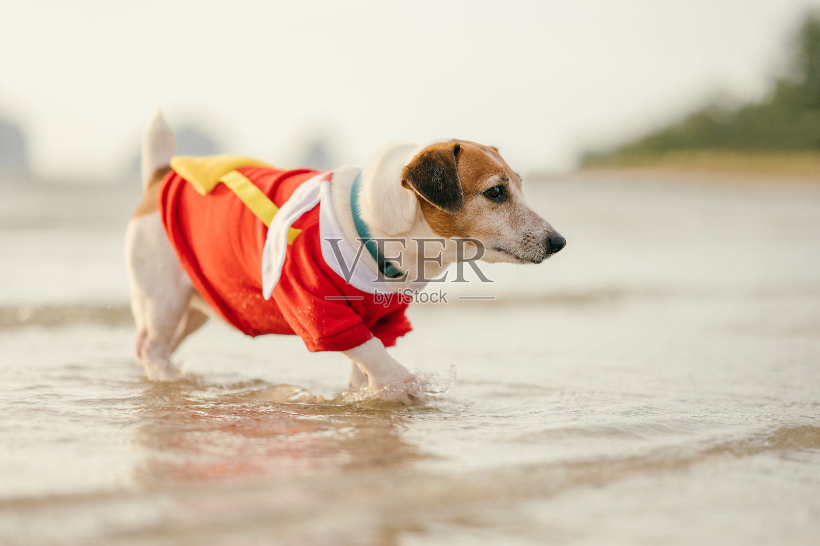 亚洲宠物爱好者与朋友杰克罗素梗在海滩散步，周末愉快照片摄影图片