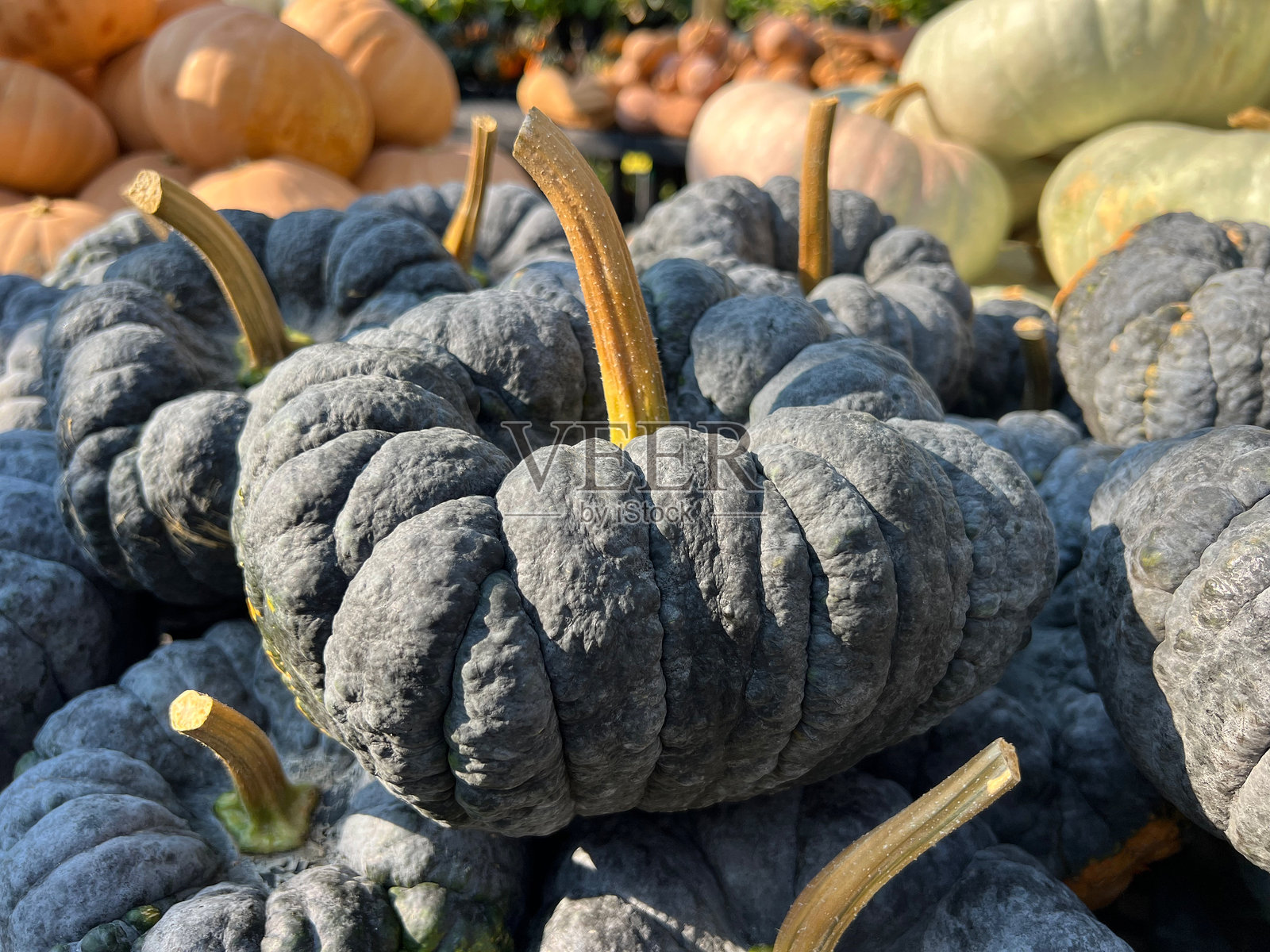 南瓜照片摄影图片