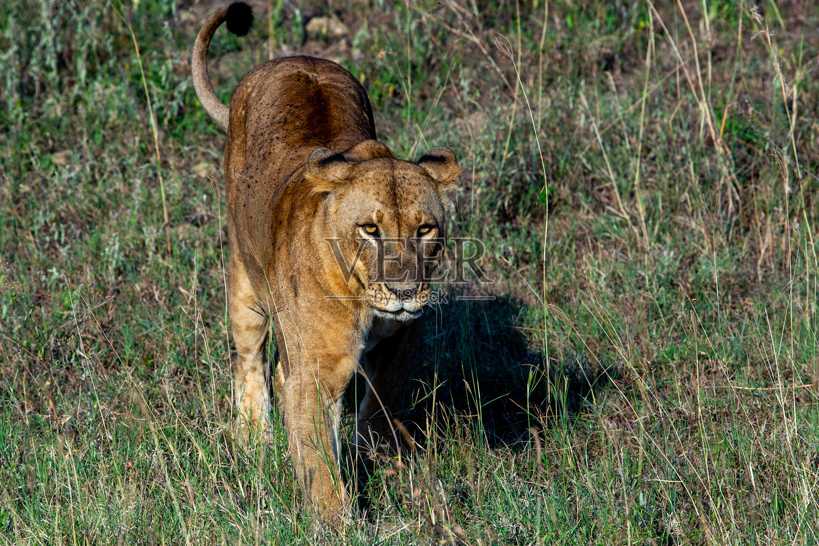 母狮在野外狩猎。面对面。照片摄影图片