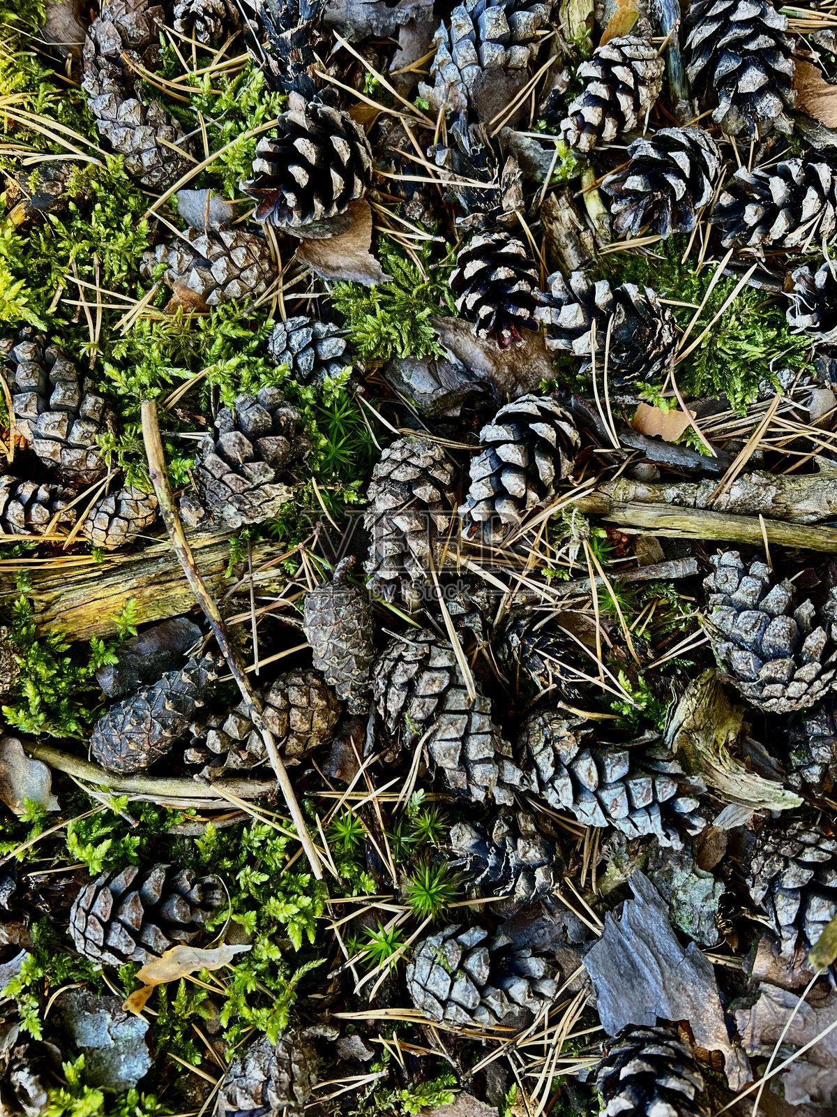 Zapfen照片摄影图片