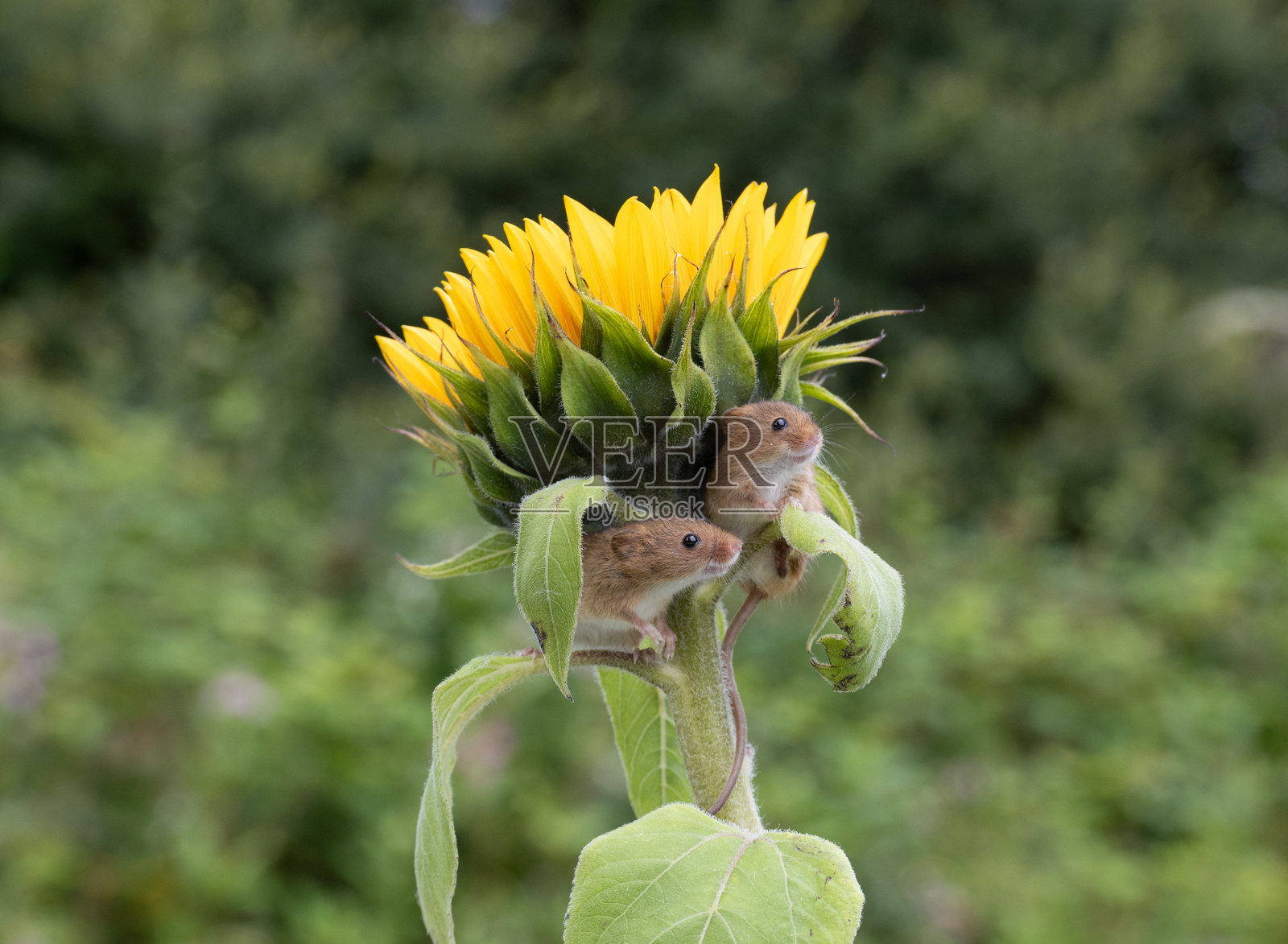 向日葵头上的收获鼠照片摄影图片