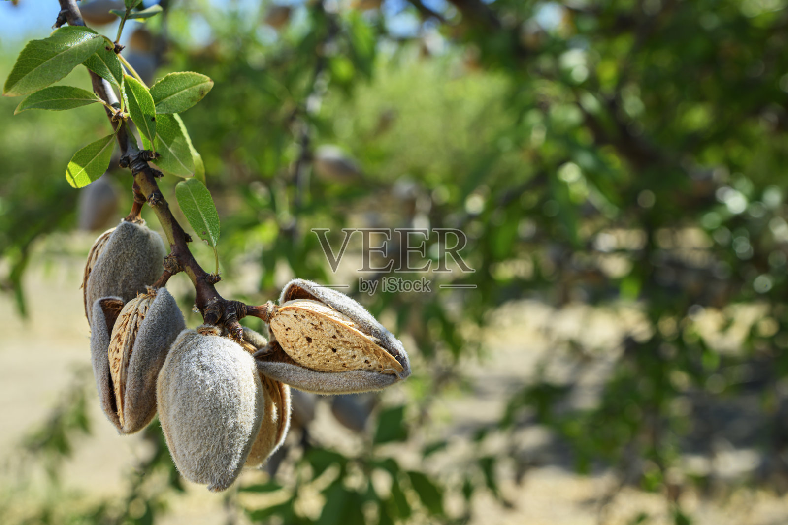加州果园中成熟的杏仁特写照片摄影图片