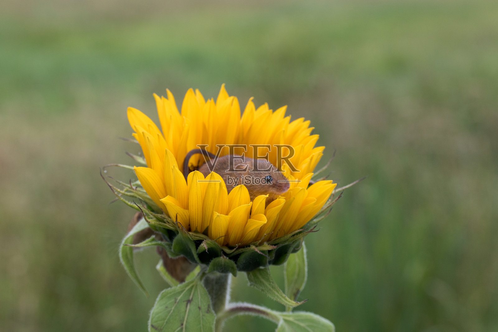 向日葵头上的收获鼠照片摄影图片