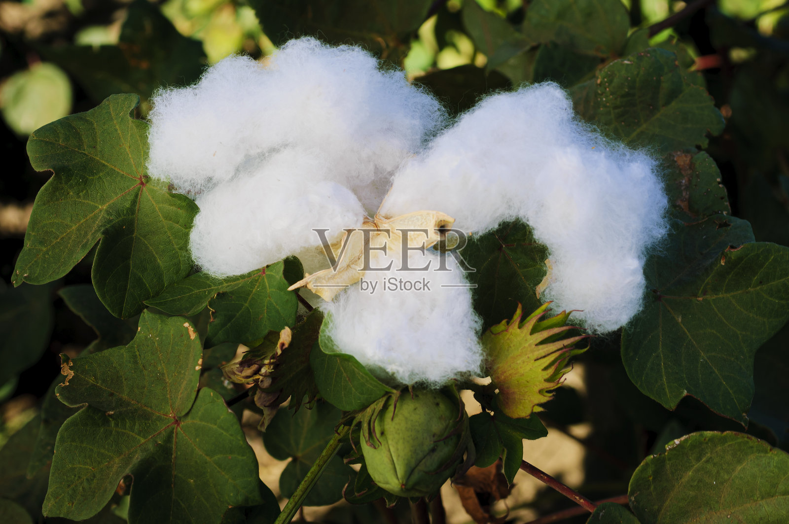 准备收获的棉铃特写照片摄影图片