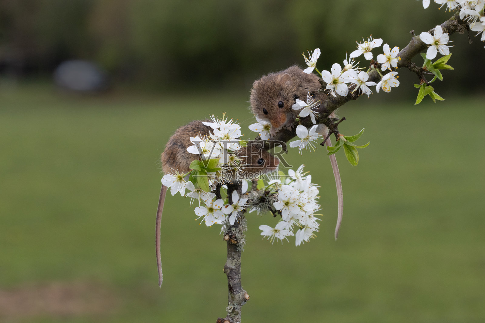 收获鼠在黑刺李树枝上，白色的花瓣照片摄影图片