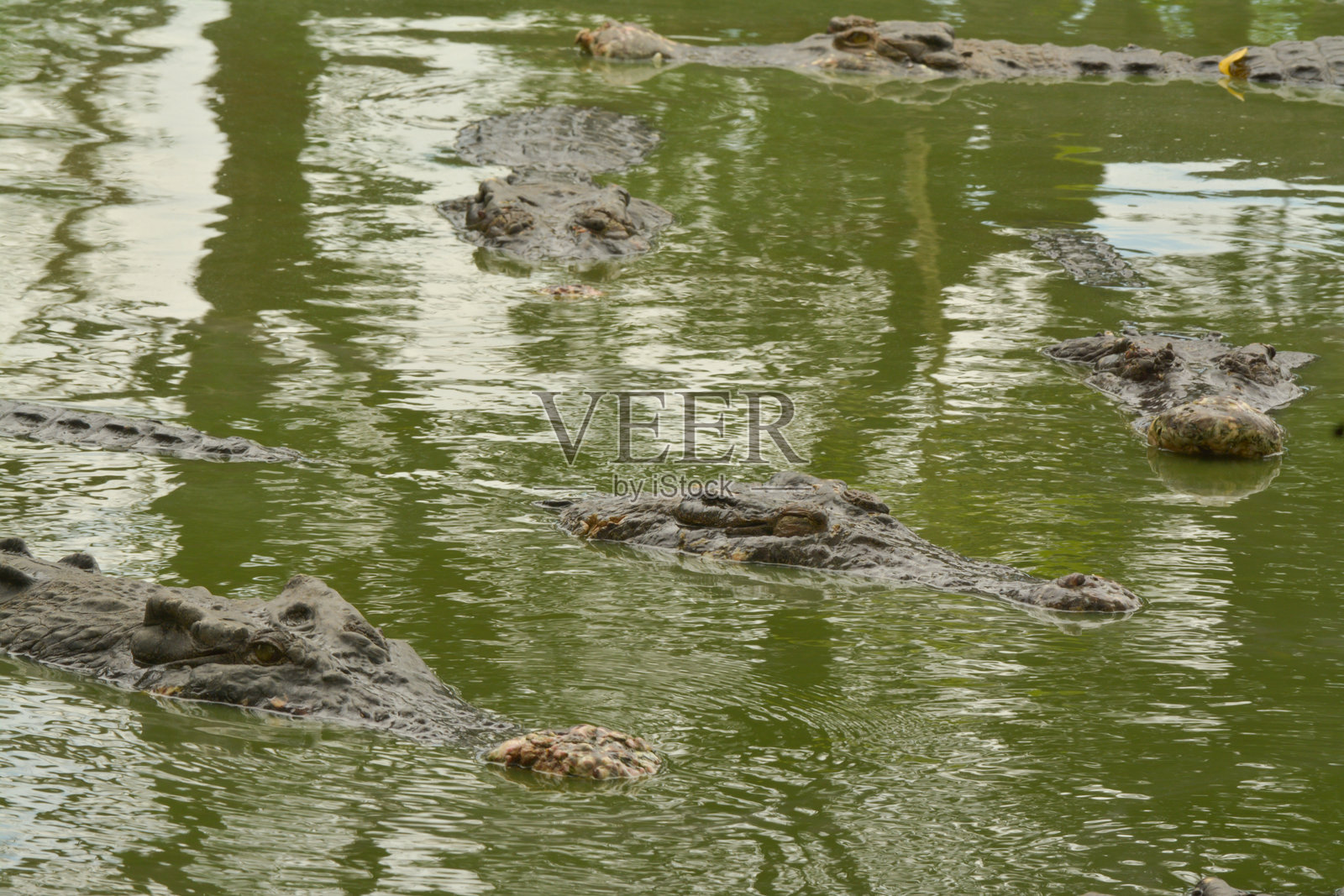 淡水鳄鱼在水面上休息的图片照片摄影图片
