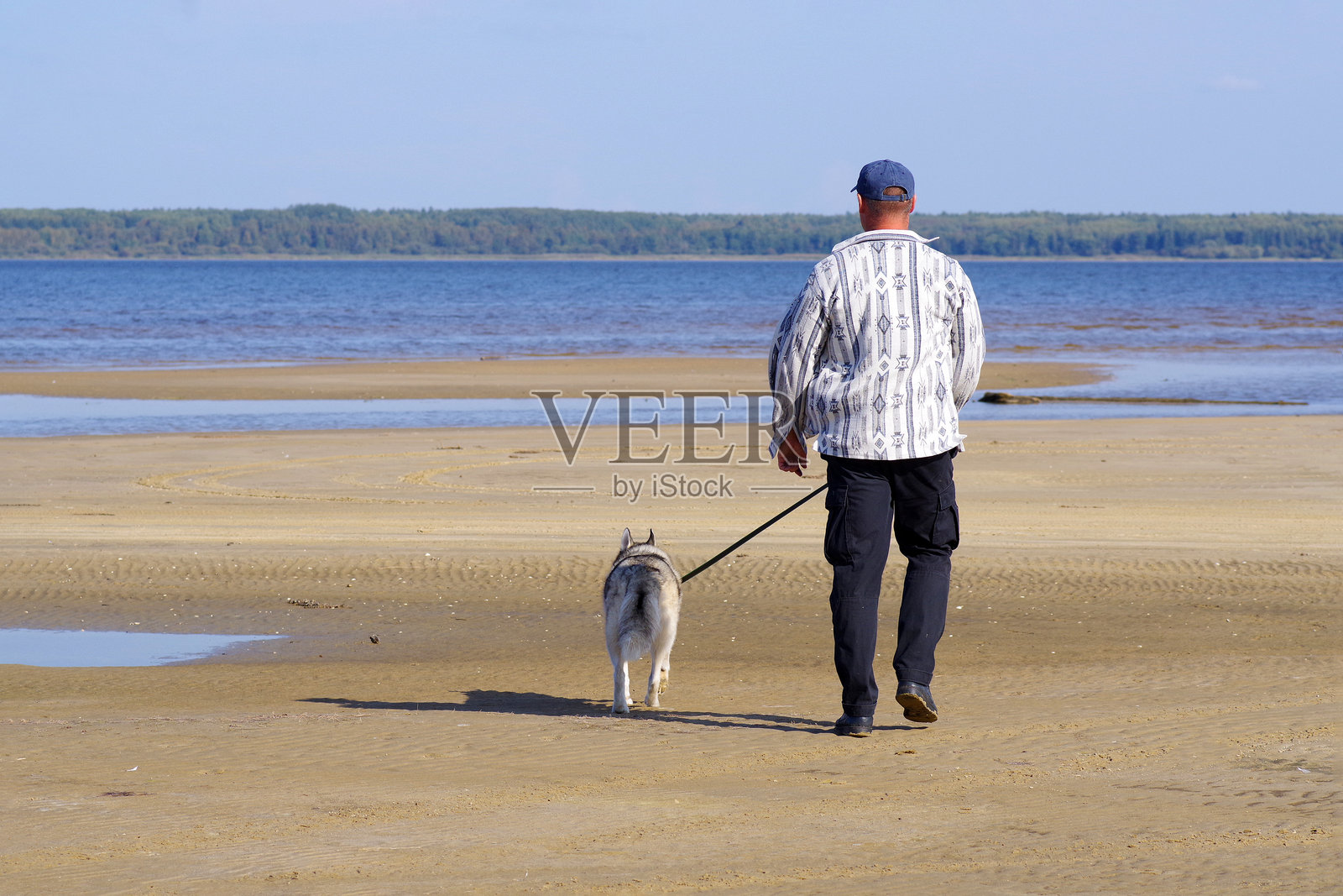在一个阳光明媚的日子里，一名成年高加索男子牵着一条西伯利亚哈士奇在海滩上散步。人和宠物。照片摄影图片
