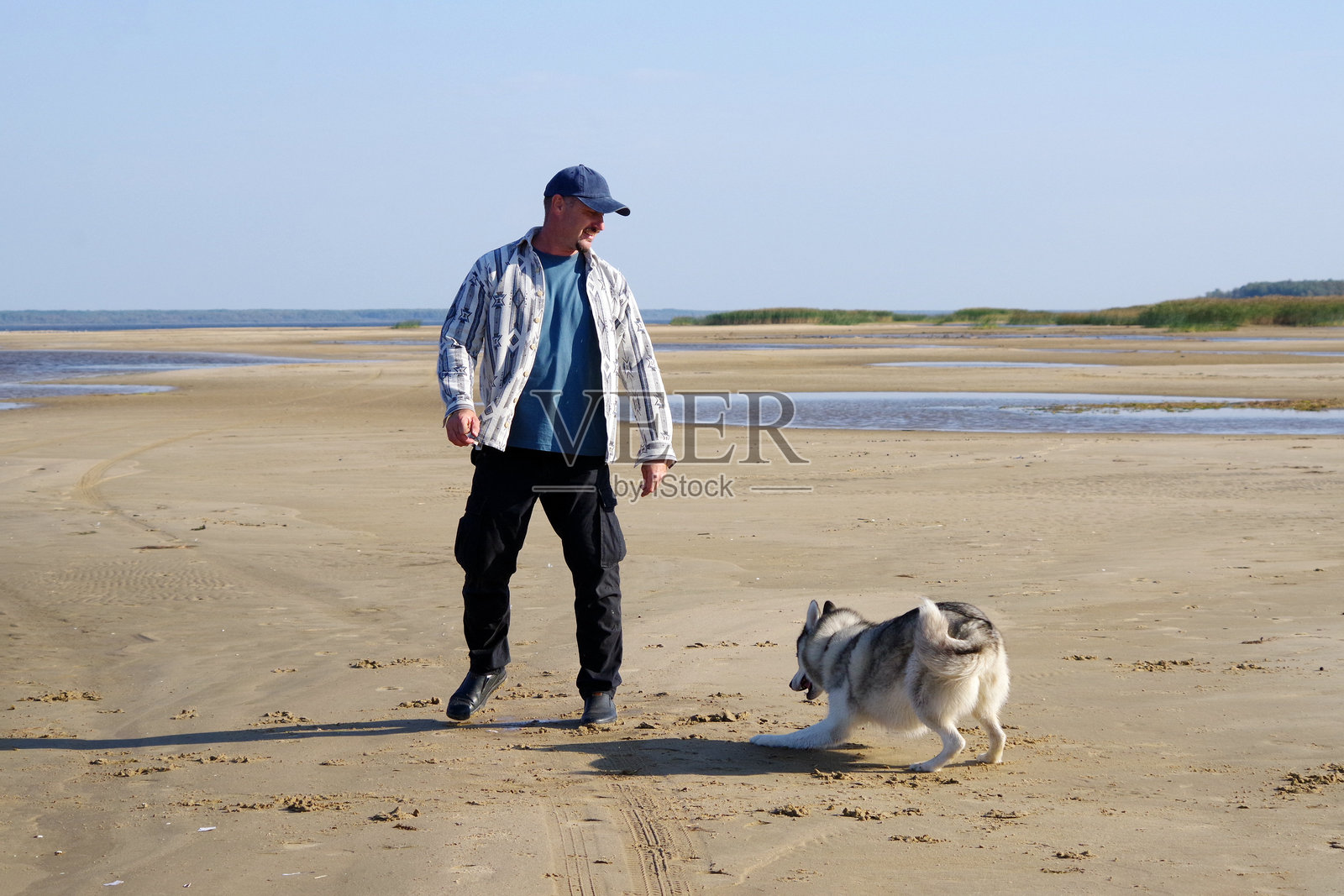 一个人在沙滩上和哈士奇玩耍。一条快乐的狗不用皮带就能到处跑。人们和他们的宠物，狗散步。周末远离城市。照片摄影图片
