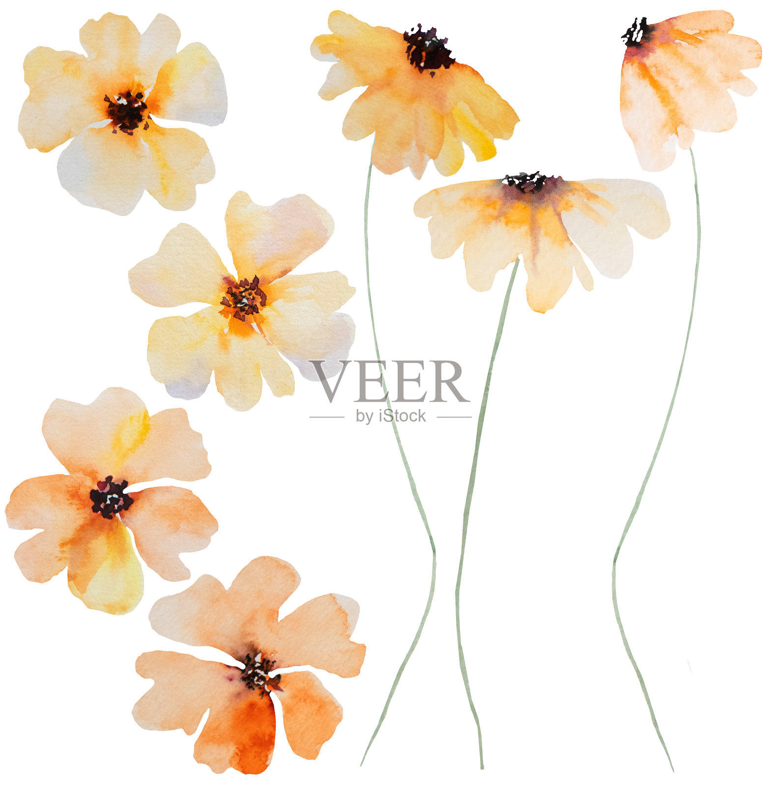 水彩橙色野花孤立插图，花卉婚礼和问候元素插画图片素材