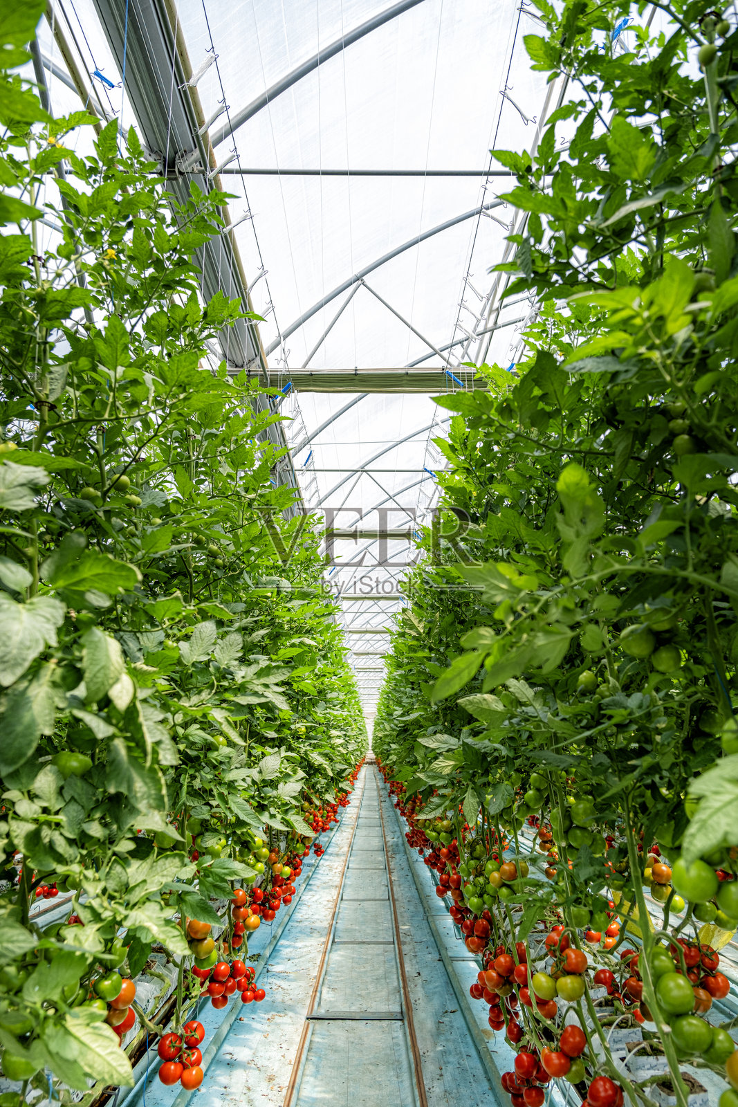 无土番茄温室照片摄影图片