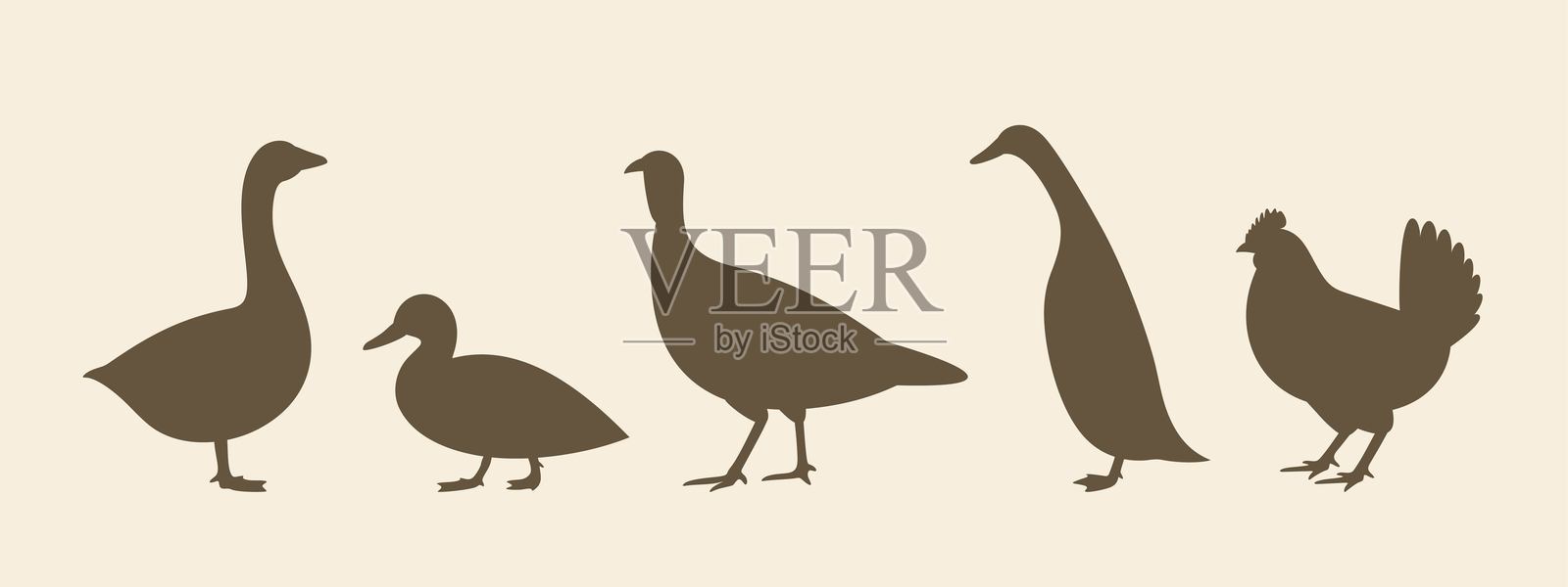 家禽的剪影。在年份背景上分离的家禽插画图片素材