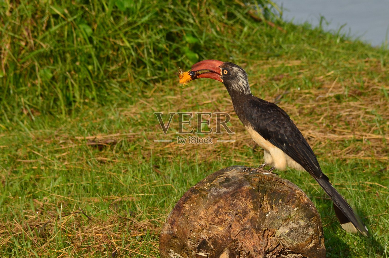 巨嘴鸟正在吃东西照片摄影图片