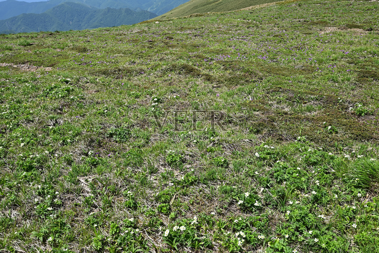 山。日本群马县的泰拉普尤和仙野仓照片摄影图片