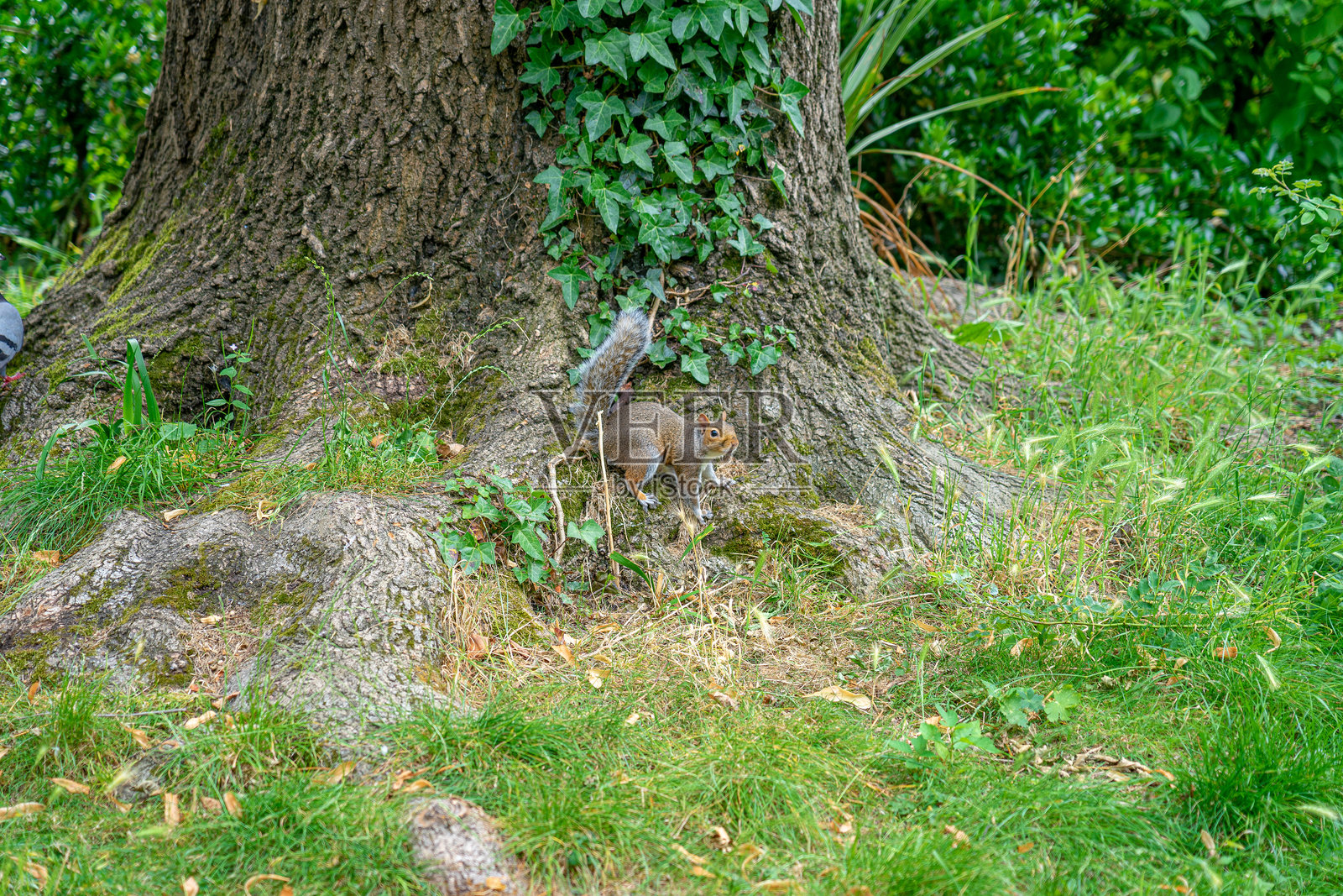 伦敦海德公园，松鼠站在树上，旁边是人类照片摄影图片