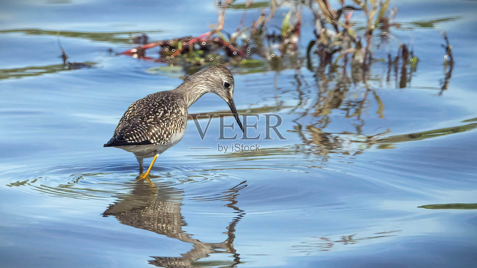 野鸟，猎禽照片摄影图片