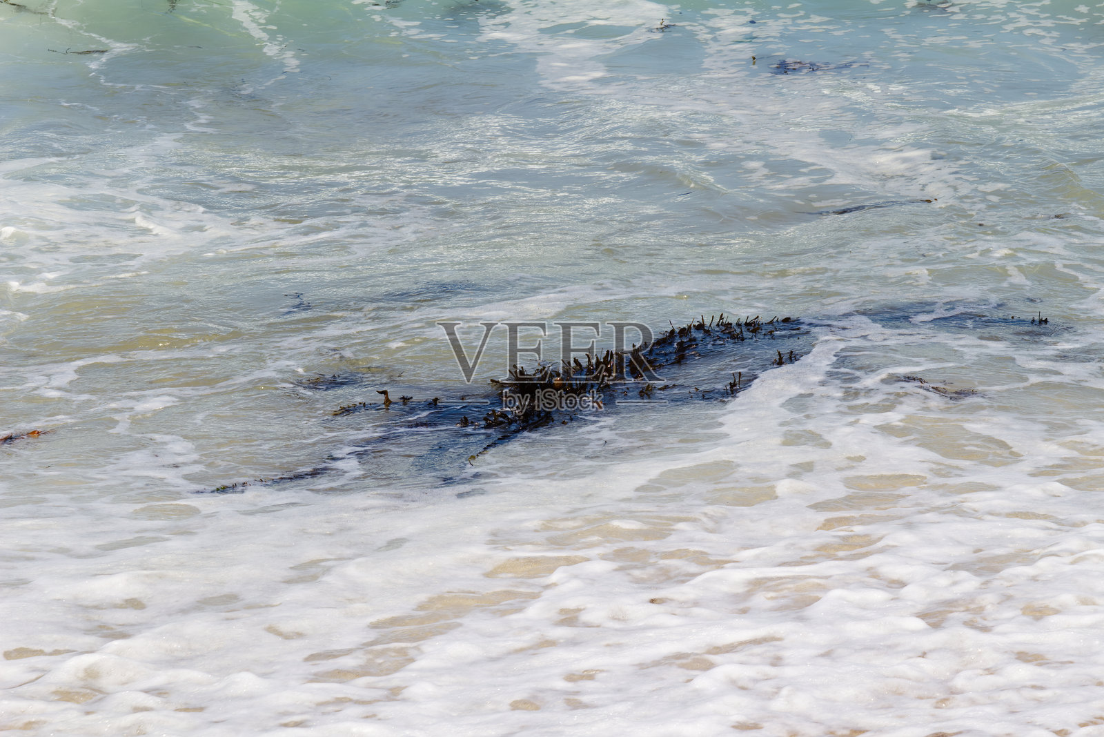 海藻漂浮在海洋与海泡沫加利福尼亚照片摄影图片