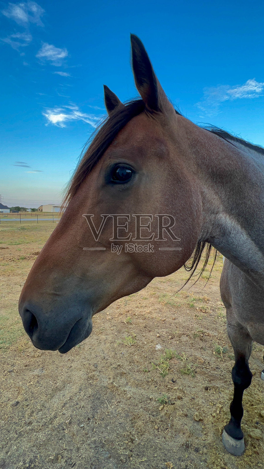 日落时马的特写肖像照片摄影图片