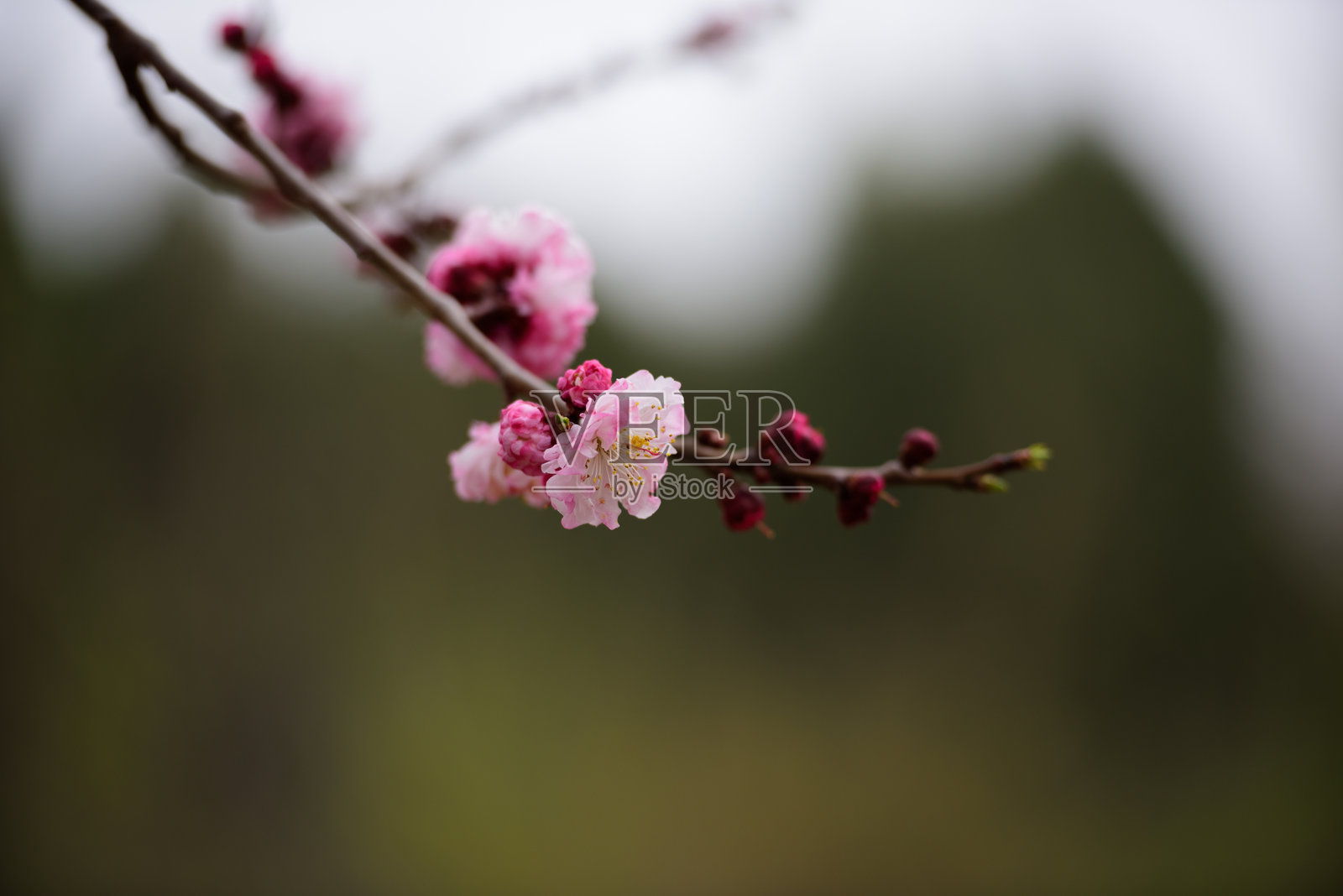 春天，春花盛开，公园里有樱花、桃花等照片摄影图片