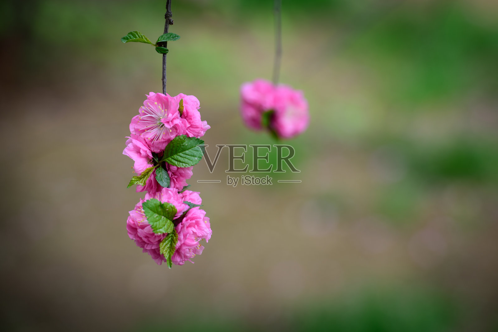 春天，春花盛开，公园里有樱花、桃花等照片摄影图片