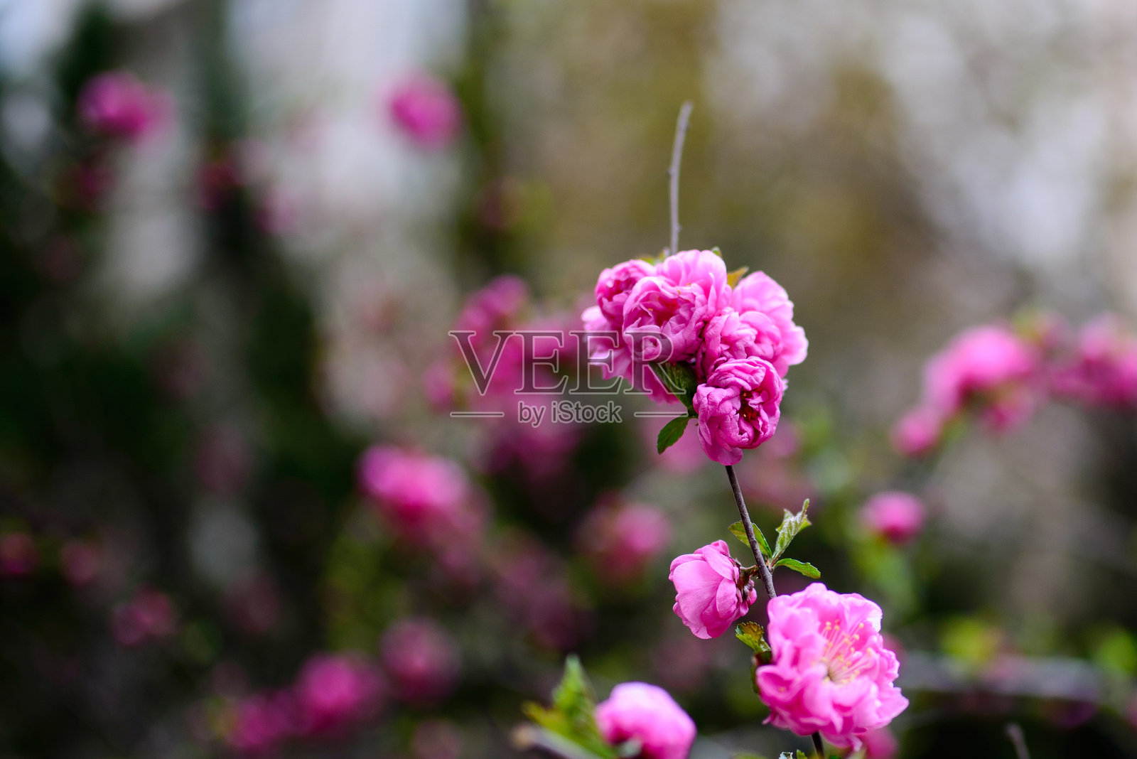 春天，春花盛开，公园里有樱花、桃花等照片摄影图片